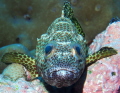 Epinephelus spilotoceps foursaddle grouper . f/8 1/80 ISO 200 42mm . Els Epinephelus spilotoceps foursaddle grouper . f/8 1/80 ISO 200 42mm . Els