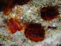 Exploring the Electric Clams near the Tongo Marine Sanctuary Exploring the Electric Clams near the Tongo Marine Sanctuary