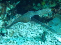 Robust ghost pipefish Robust ghost pipefish