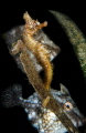 Seahorse Seahorse