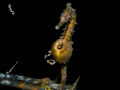 Seahorse and his baby seahorses Seahorse and his baby seahorses