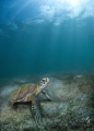 Sea turtle Sea turtle