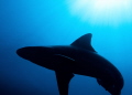 Shadow Hunter I found this Silky Shark while doing a deep blue water drift dive off the coast of Jupiter Florida. I was able to capture this image just as one of the Silky Sharks was passing behind me. Shadow Hunter I found this Silky Shark while doing a deep blue water drift dive off the coast of Jupiter Florida. I was able to capture this image just as one of the Silky Sharks was passing behind me.