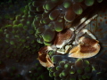 Porcelian Crab Porcelian Crab