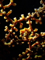 Pygmy seahorse Pygmy seahorse