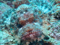 Scorpionfishface