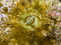 Yellow Aiptasia Anemone Aiptasia diaphana Yellow Aiptasia Anemone Aiptasia diaphana