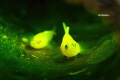 yellow goby with eggs in the bottle yellow goby with eggs in the bottle