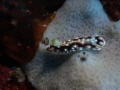 Nudibranch Nudibranch