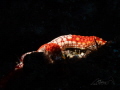 sea arm sea arm