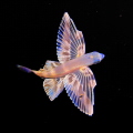 Juvenal Flying Fish captured on a black water dive in 1000ft of water off of Cozumel. Juvenal Flying Fish captured on a black water dive in 1000ft of water off of Cozumel.