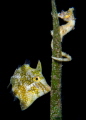 Seahorse and filefish
