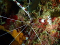 Banded Boxer Shrimp Stenopus hispidus Banded Boxer Shrimp Stenopus hispidus