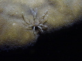Unknow species on night dive