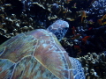 Green Sea Turtle Green Sea Turtle