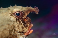 Portrait Batfish
Nikkor 105mm macro
Nikon D850 Portrait Batfish
Nikkor 105mm macro
Nikon D850
