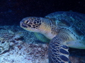Green Sea Turtle from other side taken Green Sea Turtle from other side taken