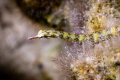 At a black pearl farm in Raiatea  French Polynesia  I came across this Network Pipefish. I waited patiently for nearly an hour before the pipefish finally got into position