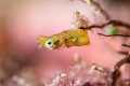 A tiny pygmy seahorse chills beside some coral. Taken using a red light and a pair of strobes. A tiny pygmy seahorse chills beside some coral. Taken using a red light and a pair of strobes.