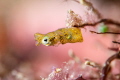 A tiny pygmy seahorse chills beside some coral. Taken using a red light and a pair of strobes.