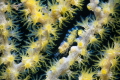 Gorgonian Shrimp Gorgonian Shrimp