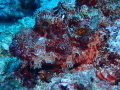 Scorpionfish Close Up Scorpionfish Close Up