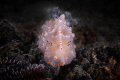 This beautiful Batangas halgerda I found near Candidasa Bali . This beautiful Batangas halgerda I found near Candidasa Bali .