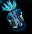 This stunning nudibranch, captured with a camera and a handheld torch, showcases its intricate, vibrant hues and delicate features. The soft, iridescent body of the nudibranch gleams in the spotlight.