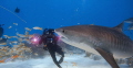 Tiger shark at Tiger Beach.  Taken August 2022 with Jim Abernethy in the background for size comparison.