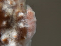 This is a photo of a cryptic shrimp trying to disguise himself as a soft coral. Taken in Anilao  Batangas