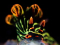 This is a photo of a nembrotha nudibranch feeding on softcorals. Taken at Mainit point  Anilao  Batangas