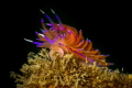 Coryphellina rubrolineata_2023
Canon100 1/250 f16 iso100 Coryphellina rubrolineata_2023
Canon100 1/250 f16 iso100