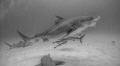 B & W Tiger Shark @ Tiger Beach, Bahamas.