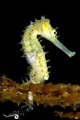 HIPPOCAMPE H riss hippocampus histrix
Nosy be 2022 HIPPOCAMPE H riss hippocampus histrix
Nosy be 2022