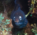 Muraena augusti black moray . f/8 1/80 ISO 200 42mm . Els Muraena augusti black moray . f/8 1/80 ISO 200 42mm . Els