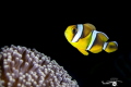 POISSON CLOWN DE MAURICE Amphiprion chrysogaster
REUNION 2023 POISSON CLOWN DE MAURICE Amphiprion chrysogaster
REUNION 2023