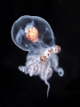 Wonderpus larva Wonderpus larva