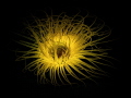 An ordinary anemone looked like the sun at night in the light of an ultraviolet lamp An ordinary anemone looked like the sun at night in the light of an ultraviolet lamp