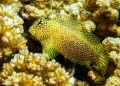 Leopard of the Reef
Leopard Blenny
Beqa Lagoon Fiji
Panasonic LX100 w/ Nauticam Housing
Light Motion Sola 9600 Lights Leopard of the Reef
Leopard Blenny
Beqa Lagoon Fiji
Panasonic LX100 w/ Nauticam Housing
Light Motion Sola 9600 Lights