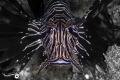 RASCASSE VOLANTE Pterois Miles
REUNION 2023 RASCASSE VOLANTE Pterois Miles
REUNION 2023