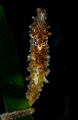 Seahorse Seahorse