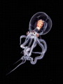 Wonderpus larvae Wonderpus larvae