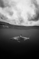 Black and white splitshot of a shortfin mako shark in the Bay of Bizcay. Being the fastest sharks in the world, they are more Torpedos with fins than sharks