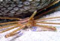 Yellow line arrow crab hiding under coral head