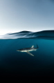 Blue on Blue- Curious blue shark cruising past on the open ocean