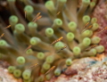 These tiny fish were swimming through the anemone