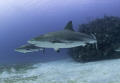 Two sharks cruising the reefs in Cuba
