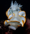 Embrace your natural curves just like this nudibranch <3