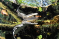 cocodrilo en cenote