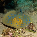 Blue spotted Stingray at the base of the reef
Canon G7X MkII in Fantasea Housing, 2 x Inon s2000, F/8, 1/320, ISO 125